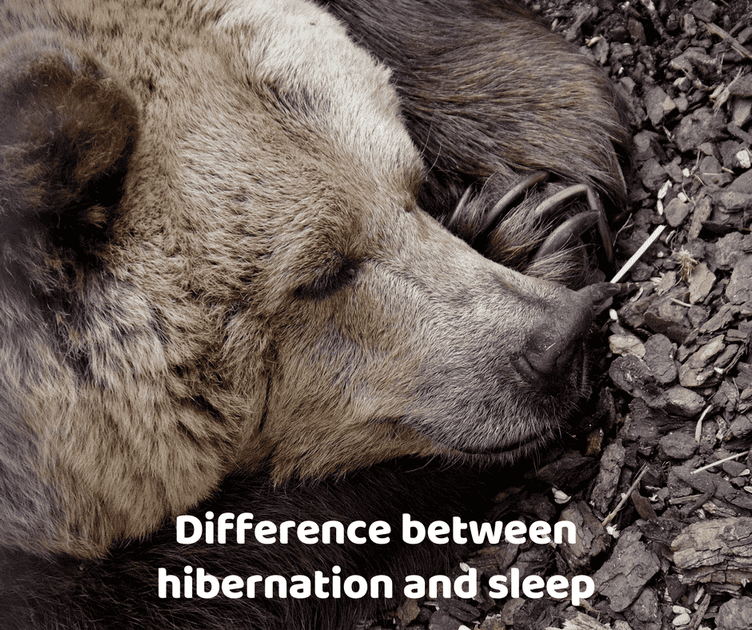 Difference Between Hibernation And Sleep – Thumper Massager Inc. AU Store