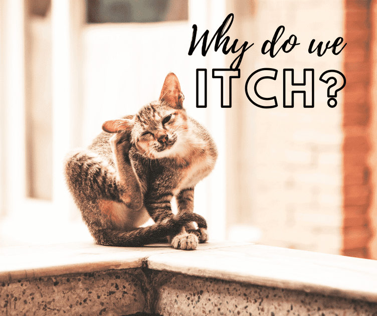 Why do we itch? Pruritus is important Thumper Massager Inc. AU Store