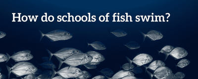 How do schools of fish swim?