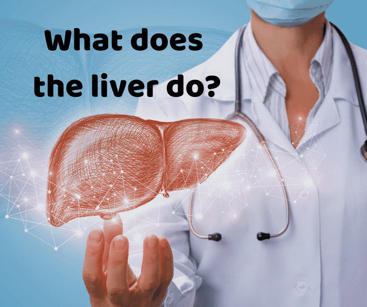 What does the liver do? – Thumper Massager Inc. AU Store