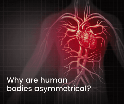 Why are human bodies asymmetrical?
