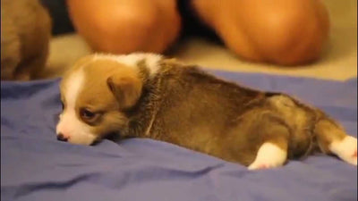 Emergency Stress Relief: Corgi Edition